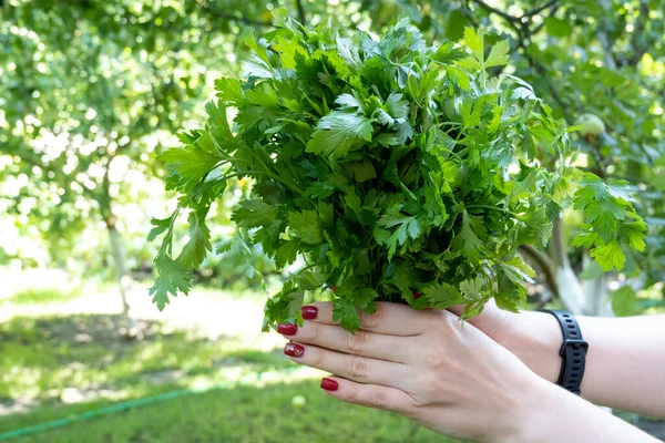 woman hand holding bunch of green parsley in the garden. Concept of healthy eating lifestyle diet nutrition. Promoting veganism. Eat clean eat green