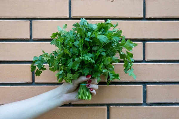 woman hand holding bunch of green parsley near the brick wall. Concept of healthy eating lifestyle diet nutrition. Promoting veganism. Eat clean eat green