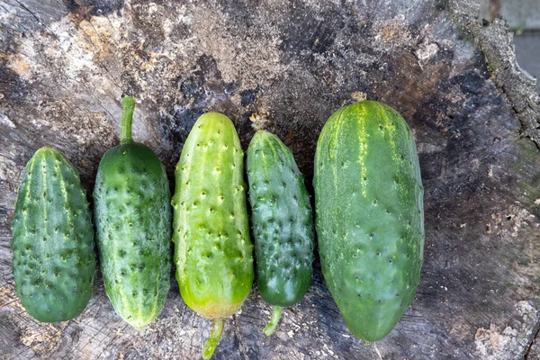 close up of fresh ripe green home grown cucumbers harvest on wooden stump. Concept of healthy eating lifestyle diet nutrition. Picture for cover, calendar, postcard, wallpaper, background, product