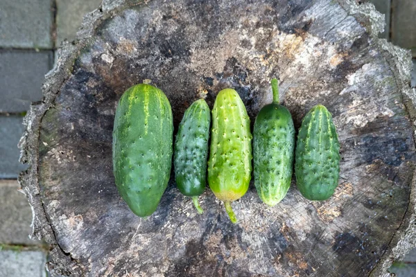 close up of fresh ripe green home grown cucumbers harvest on wooden stump. Concept of healthy eating lifestyle diet nutrition. Picture for cover, calendar, postcard, wallpaper, background, product