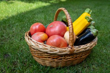 wicker wooden basket full of fresh ripe vegetables: tomatoes, cucumbers, onion, zucchini, squash, eggplant on a green grass. Early harvest on the market. Concept of healthy eating lifestyle diet nutrition. Consumer basket