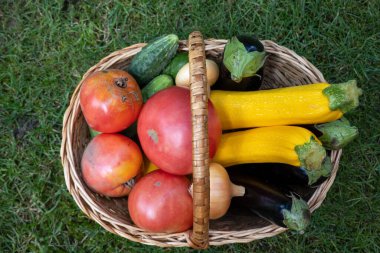 wicker wooden basket full of fresh ripe vegetables: tomatoes, cucumbers, onion, zucchini, squash, eggplant on a green grass. Early harvest on the market. Concept of healthy eating lifestyle diet nutrition. Consumer basket