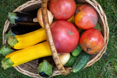wicker wooden basket full of fresh ripe vegetables: tomatoes, cucumbers, onion, zucchini, squash, eggplant on a green grass. Early harvest on the market. Concept of healthy eating lifestyle diet nutrition. Consumer basket