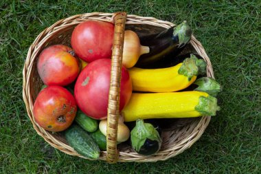 wicker wooden basket full of fresh ripe vegetables: tomatoes, cucumbers, onion, zucchini, squash, eggplant on a green grass. Early harvest on the market. Concept of healthy eating lifestyle diet nutrition. Consumer basket