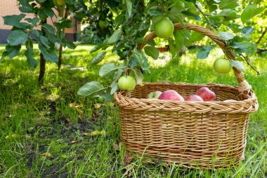 picnic wicker wooden basket filled with rich harvest of ripe apples. It is on green grass under apple tree in the garden. Beautiful home garden decor