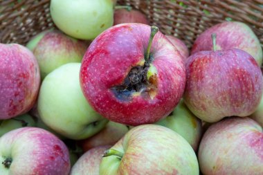 rotten apples among bunch of fresh good ripe apples in basket. Concept of morally corrupt bad person among a group of good people. That one that spoils group. Spoiled and bad. Idiom about bad individual. 