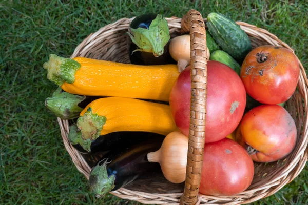 wicker wooden basket full of fresh ripe vegetables: tomatoes, cucumbers, onion, zucchini, squash, eggplant on a green grass. Early harvest on the market. Concept of healthy eating lifestyle diet nutrition. Consumer basket
