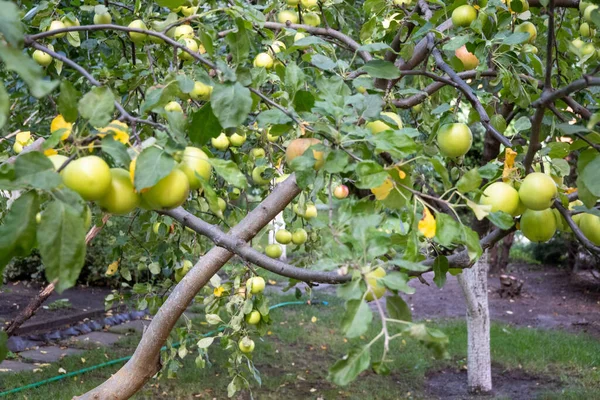 Green Apples Tree Garden Many Branches Harvest Soon — Foto de Stock