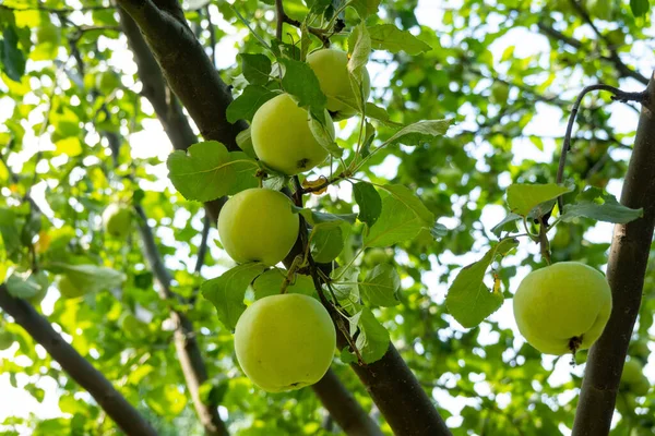 Green Apples Tree Garden Many Branches Harvest Soon — Stock Fotó