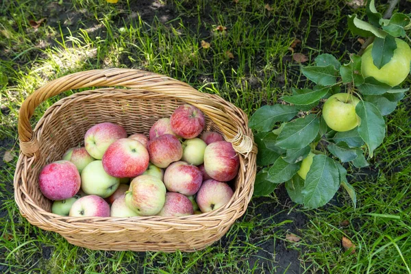 picnic wicker wooden basket filled with rich harvest of ripe apples. It is on green grass under apple tree in the garden. Beautiful home garden decor