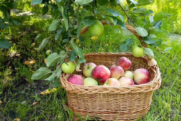 picnic wicker wooden basket filled with rich harvest of ripe apples. It is on green grass under apple tree in the garden. Beautiful home garden decor