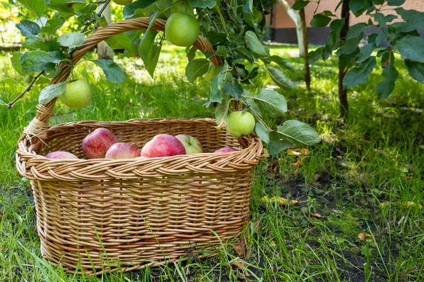 picnic wicker wooden basket filled with rich harvest of ripe apples. It is on green grass under apple tree in the garden. Beautiful home garden decor