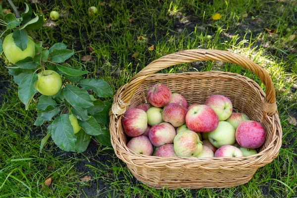 picnic wicker wooden basket filled with rich harvest of ripe apples. It is on green grass under apple tree in the garden. Beautiful home garden decor