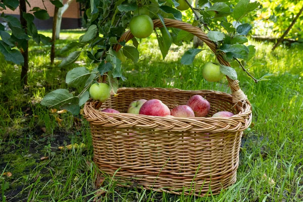 Picnic Wicker Wooden Basket Filled Rich Harvest Ripe Apples Green — Foto de Stock