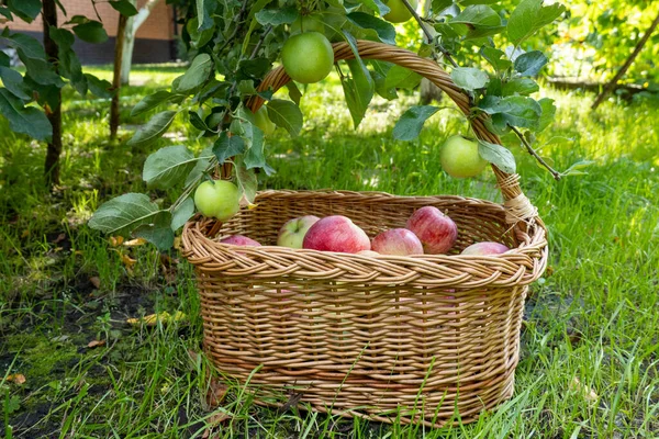 picnic wicker wooden basket filled with rich harvest of ripe apples. It is on green grass under apple tree in the garden. Beautiful home garden decor