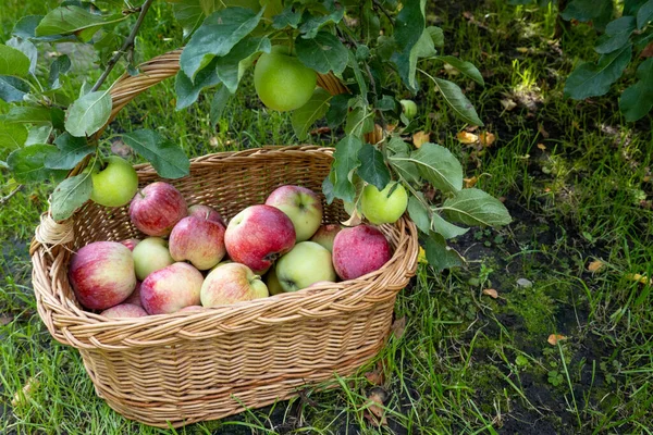 picnic wicker wooden basket filled with rich harvest of ripe apples. It is on green grass under apple tree in the garden. Beautiful home garden decor