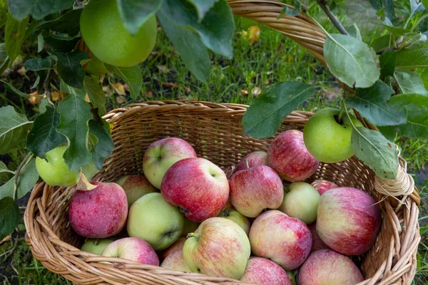 picnic wicker wooden basket filled with rich harvest of ripe apples. It is on green grass under apple tree in the garden. Beautiful home garden decor