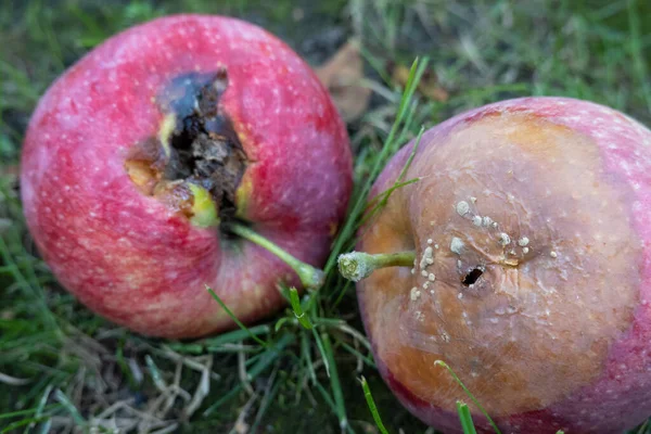rotten apples on green grass in the garden. bad condition of spoiled apples. time of harvest, unsuitable to eat