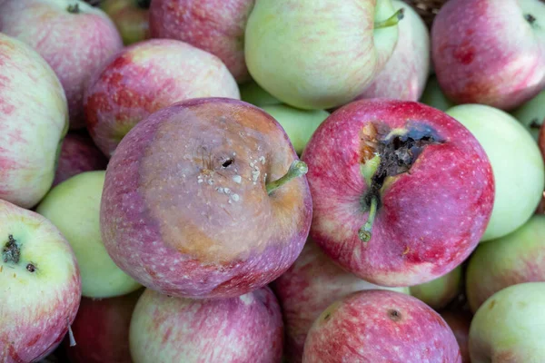 Rotten Apples Bunch Fresh Good Ripe Apples Basket Concept Morally — Foto de Stock