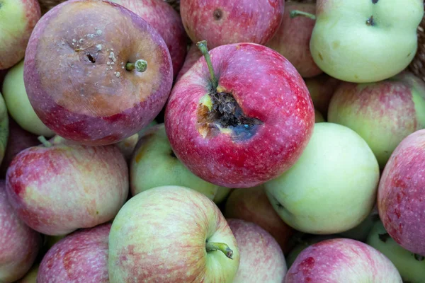 Rotten Apples Bunch Fresh Good Ripe Apples Basket Concept Morally — Foto de Stock