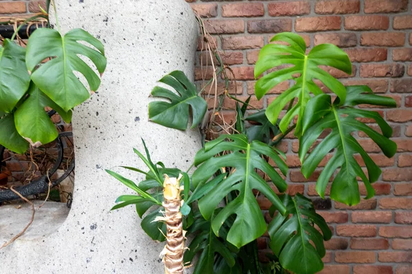 Green Tropical Monstera Philodendron Plant Leaves Red Brick Wall Interior — Stockfoto