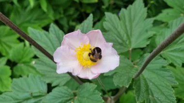 bumble bee on a pink flower, eating, drinking, collecting nectar, pollen close up, wild nature