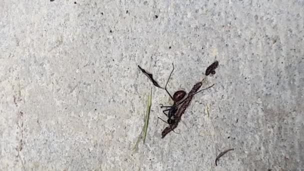 Ant Ground Holding Something Taking Stick Bring — Wideo stockowe