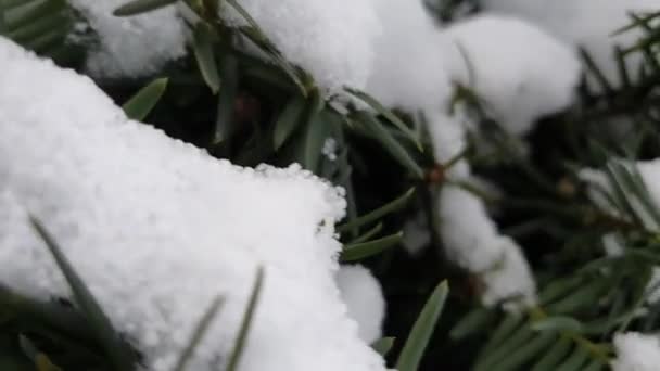 Χιόνι Στα Κλαδιά Χιόνι Στο Δέντρο Της Πικέας Χειμώνα — Αρχείο Βίντεο