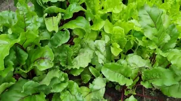 Fresh Greens Plants Lettuce Home Garden Vitamins — Stock video