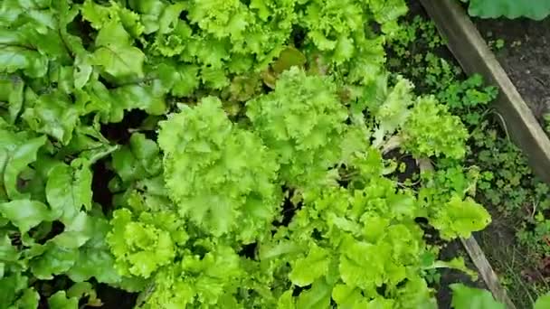 Fresh Greens Plants Lettuce Home Garden Vitamins — Stock video