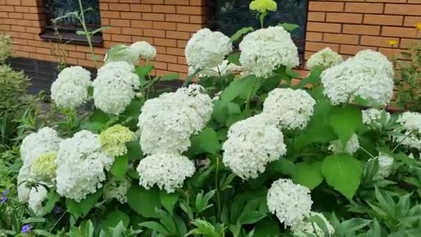 Beautiful Green Hydrangea Macrophylla Flowers Garden Gardening Concept Home Decor — Vídeo de stock