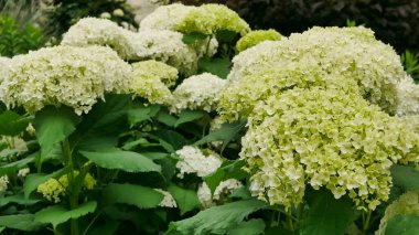 beautiful green hydrangea macrophylla flowers in the garden, gardening concept, home decor and comfort