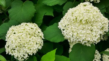 beautiful green hydrangea macrophylla flowers in the garden, gardening concept, home decor and comfort