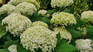 beautiful green hydrangea macrophylla flowers in the garden, gardening concept, home decor and comfort