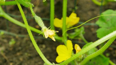 cucumbers growing in the garden, farm, harvest time