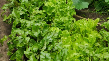 lettuce, beet and other greens plant leaves growing in the garden. Early harvest. Concept of healthy eating lifestyle diet nutrition.