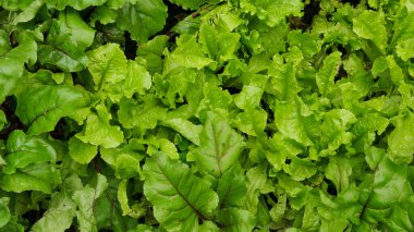 lettuce, beet and other greens plant leaves growing in the garden. Early harvest. Concept of healthy eating lifestyle diet nutrition.