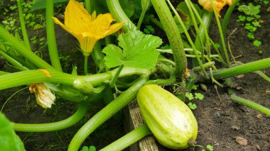 zucchini growing in the garden, visible yellow zucchini blossom flower, edible part
