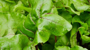 lettuce, beet and other greens plant leaves growing in the garden. Early harvest. Concept of healthy eating lifestyle diet nutrition.