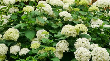 beautiful green hydrangea macrophylla flowers in the garden, gardening concept, home decor and comfort