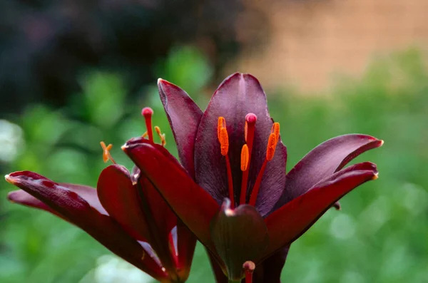 Beautiful Botanical Shot Natural Wallpaper Close Burgundy Dark Red Lily — Stockfoto