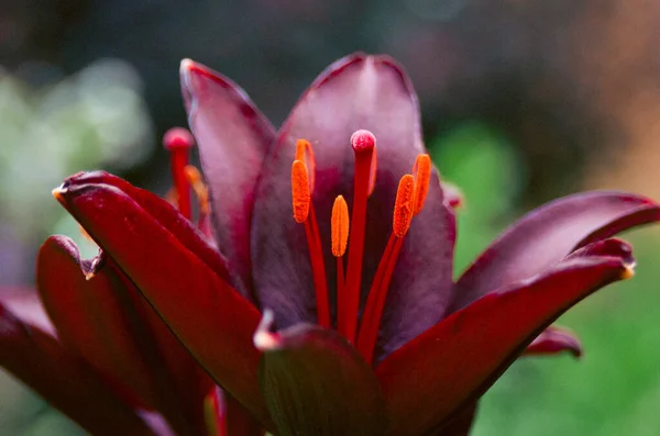 Beautiful Botanical Shot Natural Wallpaper Close Burgundy Dark Red Lily —  Fotos de Stock