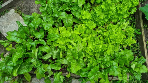 Lettuce Beet Other Greens Plant Leaves Growing Garden Early Harvest — Foto de Stock