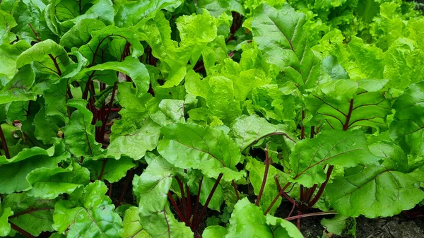 Lettuce Beet Other Greens Plant Leaves Growing Garden Early Harvest — Foto de Stock