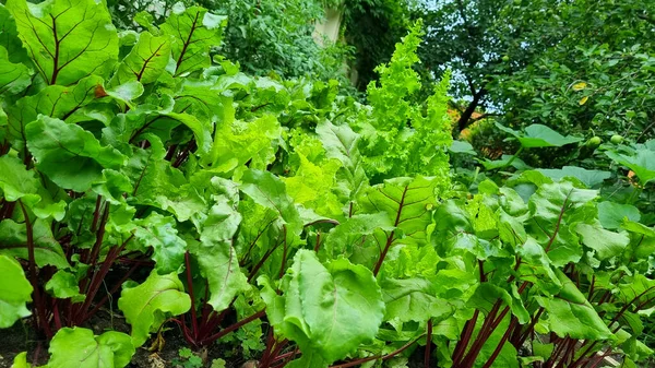 Lettuce Beet Other Greens Plant Leaves Growing Garden Early Harvest — Stock Photo, Image