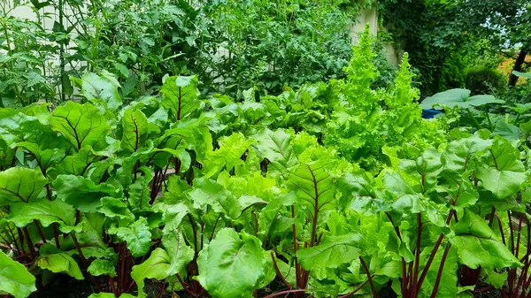 Lettuce Beet Other Greens Plant Leaves Growing Garden Early Harvest — Foto de Stock