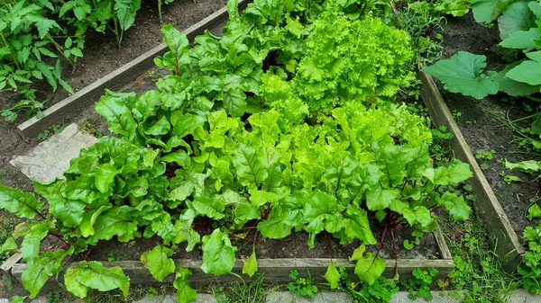 Lettuce Beet Other Greens Plant Leaves Growing Garden Early Harvest — Fotografia de Stock