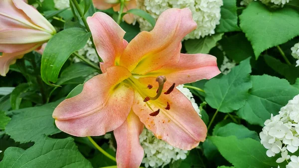 Красивые Цветы Цветочные Концепции Фона Красивые Ботанические Снимки Натуральные Обои — стоковое фото