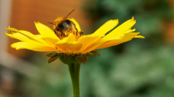 bumble bee eating collecting nectar pollen from beautiful yellow heliopsis flower in the garden, green background