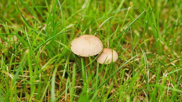 Small Tiny Mushrooms Green Grass Home Lawn — Stok fotoğraf